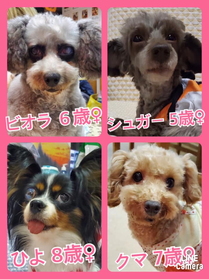 🐾今日の里親様募集中ワンコ🐶メンバーです🐾2020,9,29